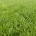 麦冬麦冬草丹麦草基地批发绿化苗木地被植物