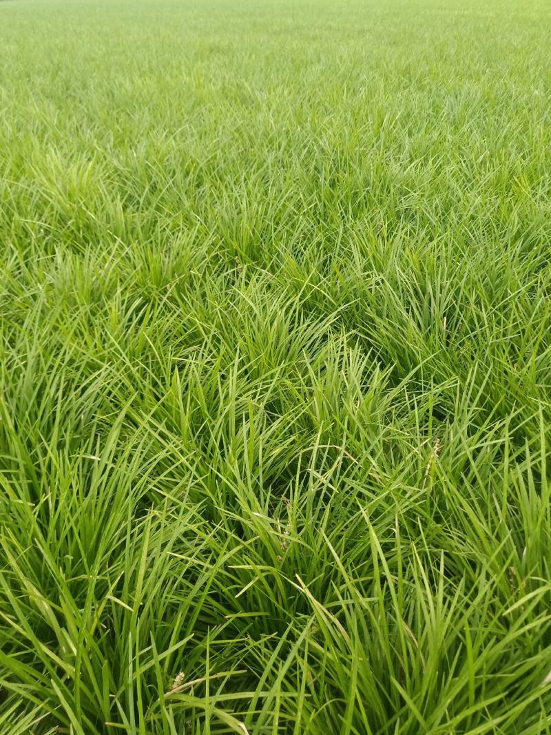 麦冬麦冬草丹麦草基地批发绿化苗木地被植物