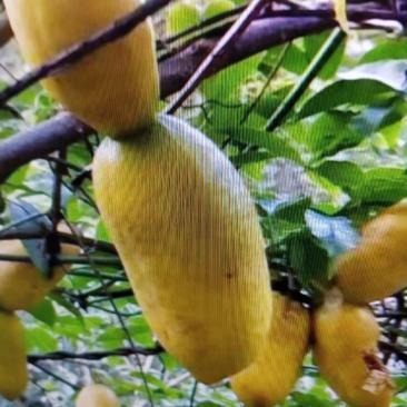 九月黄金香蕉甜瓜金果金瓜野香蕉牛卵坨基地直销签合同