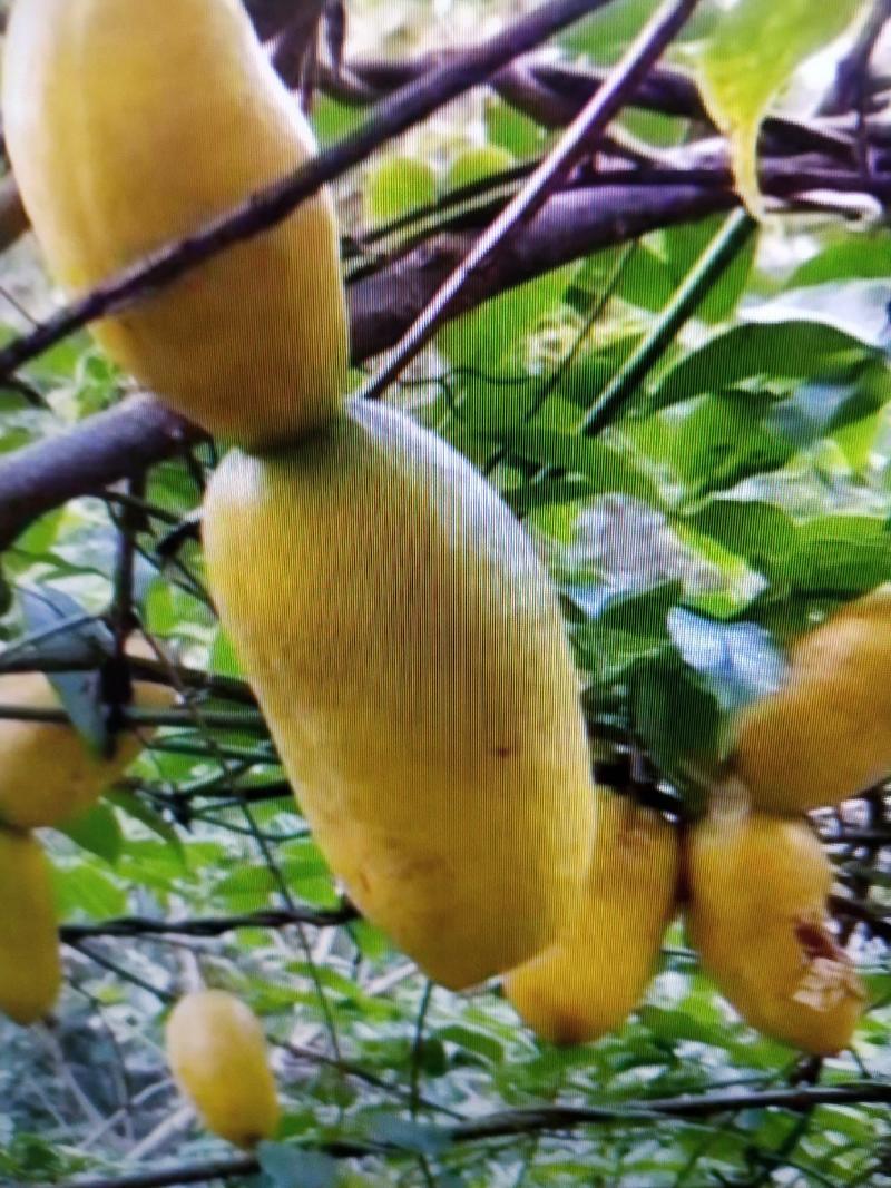 九月黄金香蕉甜瓜金果金瓜野香蕉牛卵坨基地直销签合同