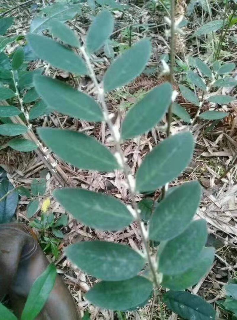 白花地棉根/野生白花地棉根/白花地棉茎/