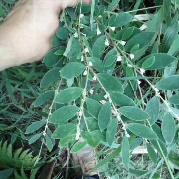 白花地棉根/野生白花地棉根/白花地棉茎/