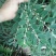 白花地棉根/野生白花地棉根/白花地棉茎/