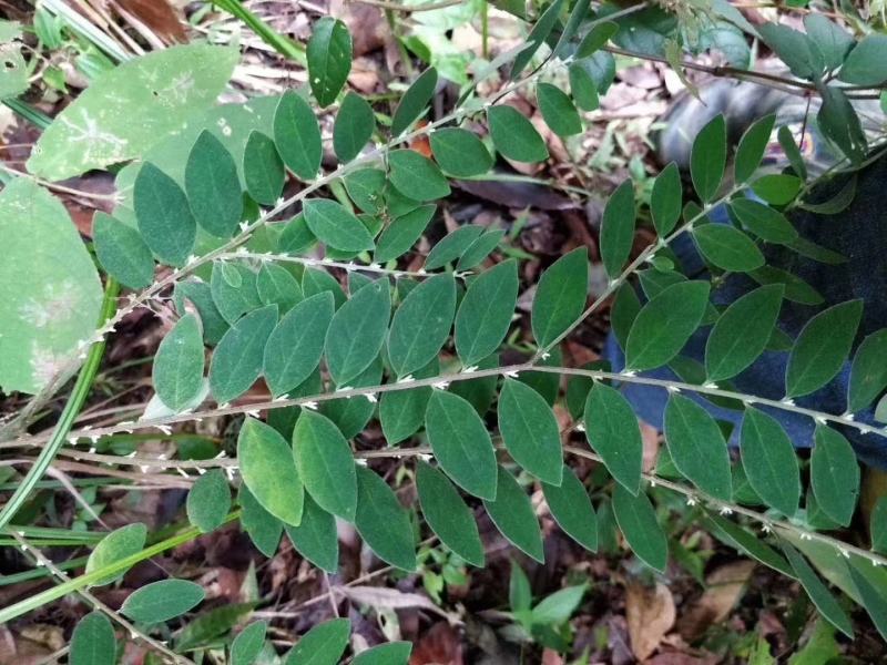 白花地棉根/野生白花地棉根/白花地棉茎/