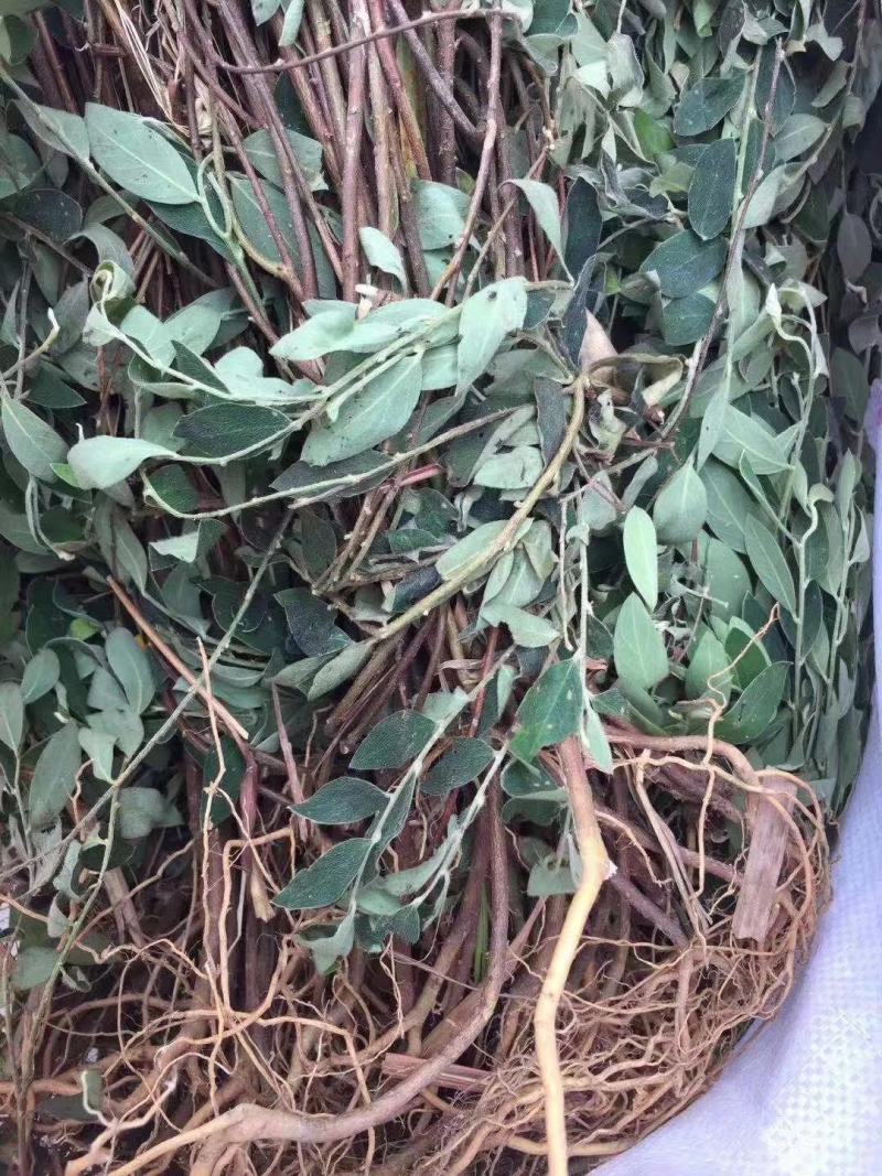 白花地棉根/野生白花地棉根/白花地棉茎/