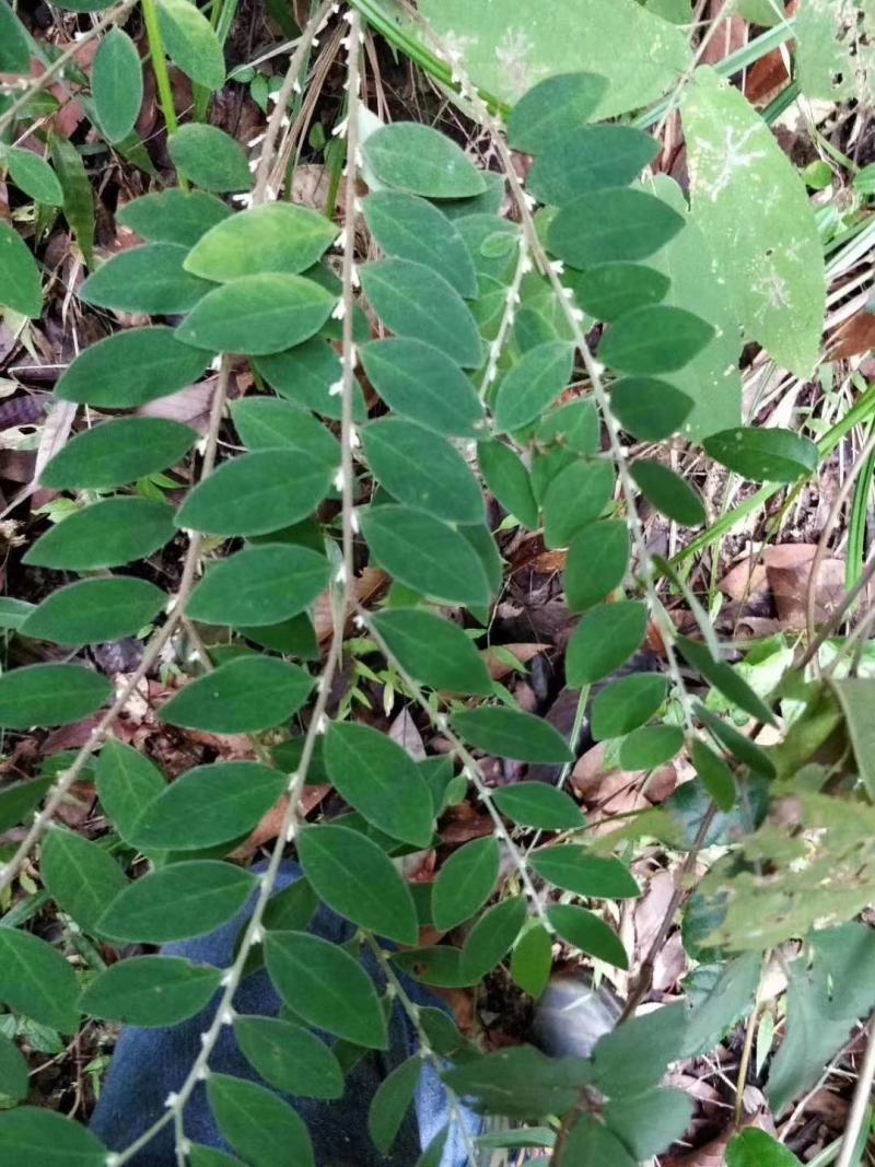 白花地棉根/野生白花地棉根/白花地棉茎/