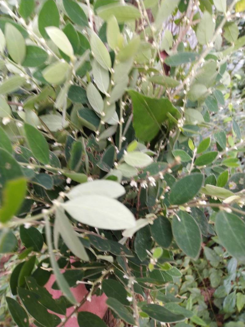 白花地棉根/野生白花地棉根/白花地棉茎/