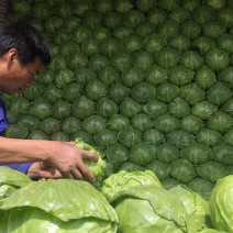 甘蓝中甘甘蓝万亩纯棚种植基地，产地直发，货量充足