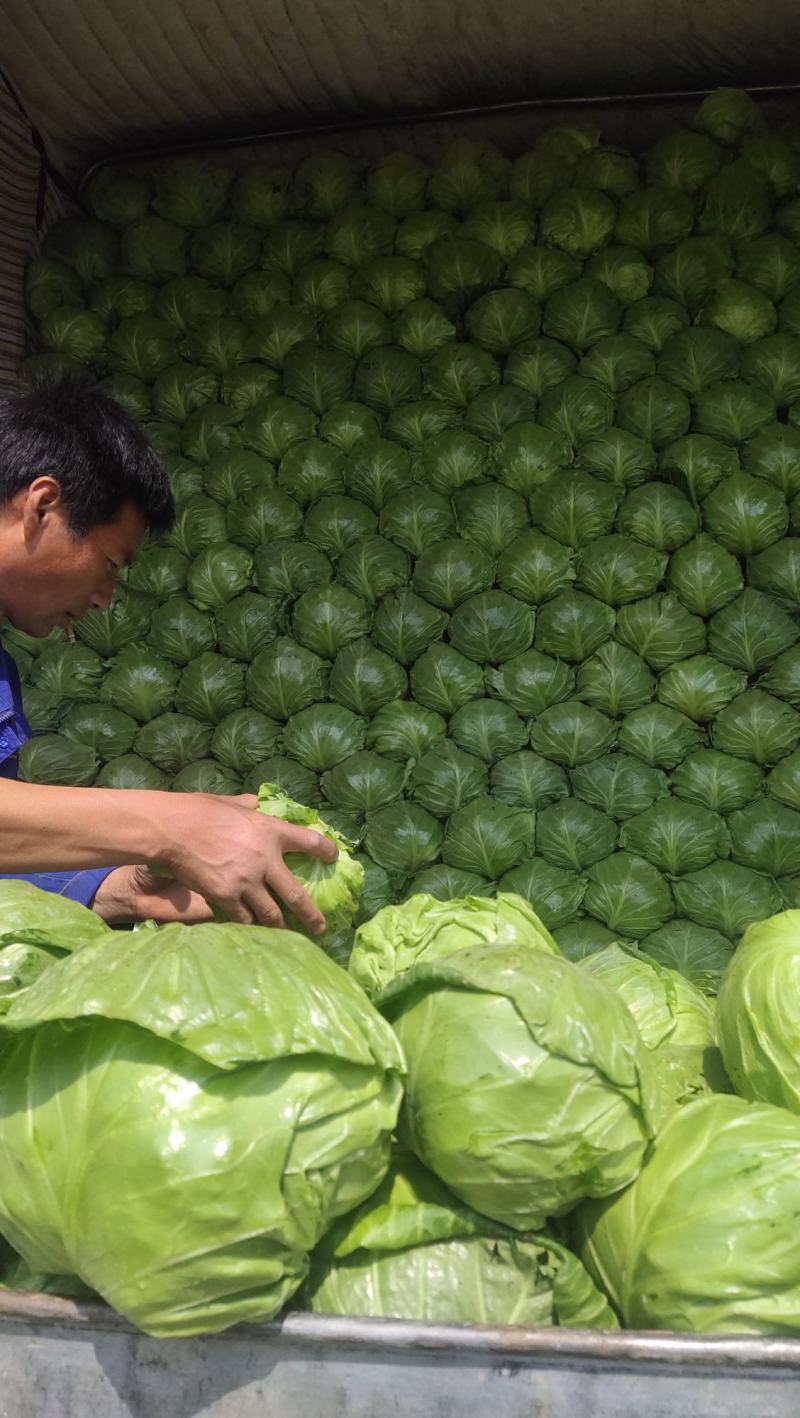 甘蓝中甘甘蓝万亩纯棚种植基地，产地直发，货量充足