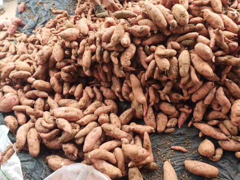 等地区红薯大量出售整车代发，24小时欢迎咨询