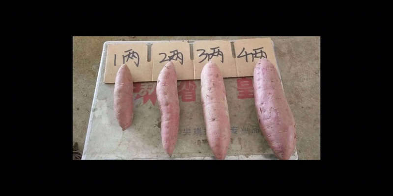 等地区红薯大量出售整车代发，24小时欢迎咨询