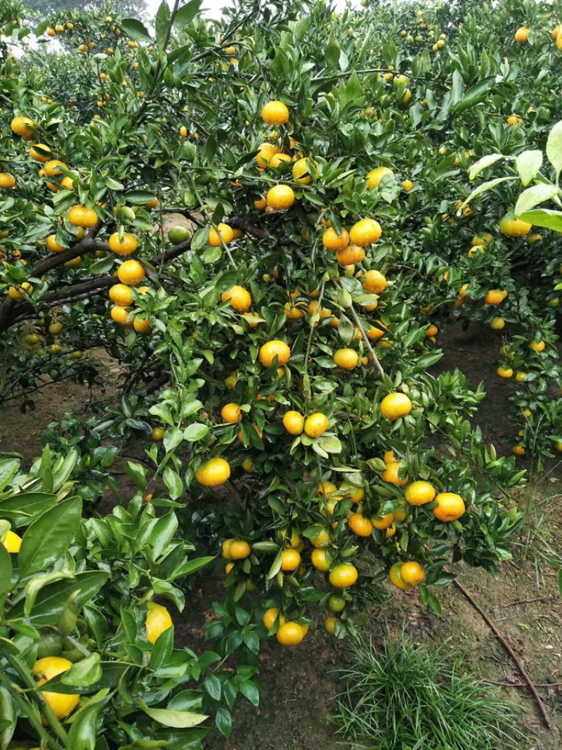 湖南常德蜜橘普早大量上市口感颜色好果园基地直供
