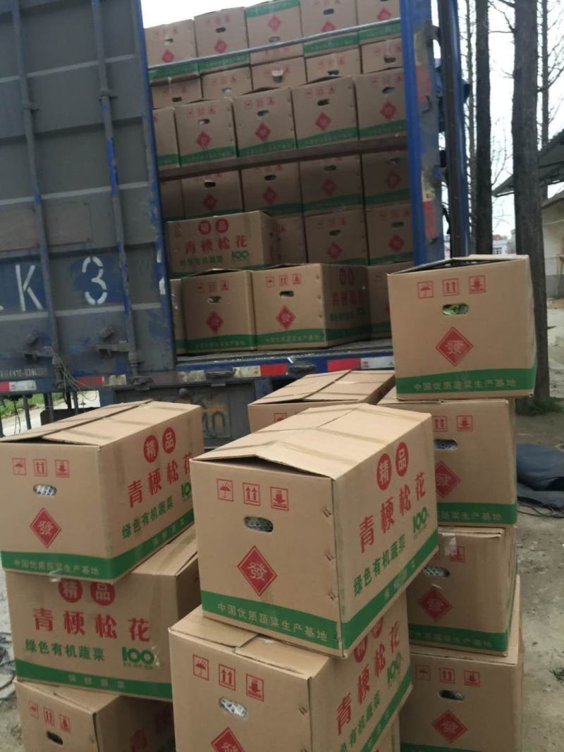 精品实花散花上市，湖北天门产区，质量好价格低，品质有保障