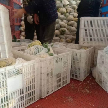 精品实花散花上市，湖北天门产区，质量好价格低，品质有保障