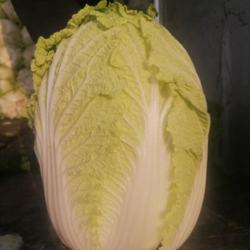 吉林黄心菜大量上市黄心白菜，保质保量对接全国