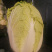 吉林黄心菜大量上市黄心白菜，保质保量对接全国