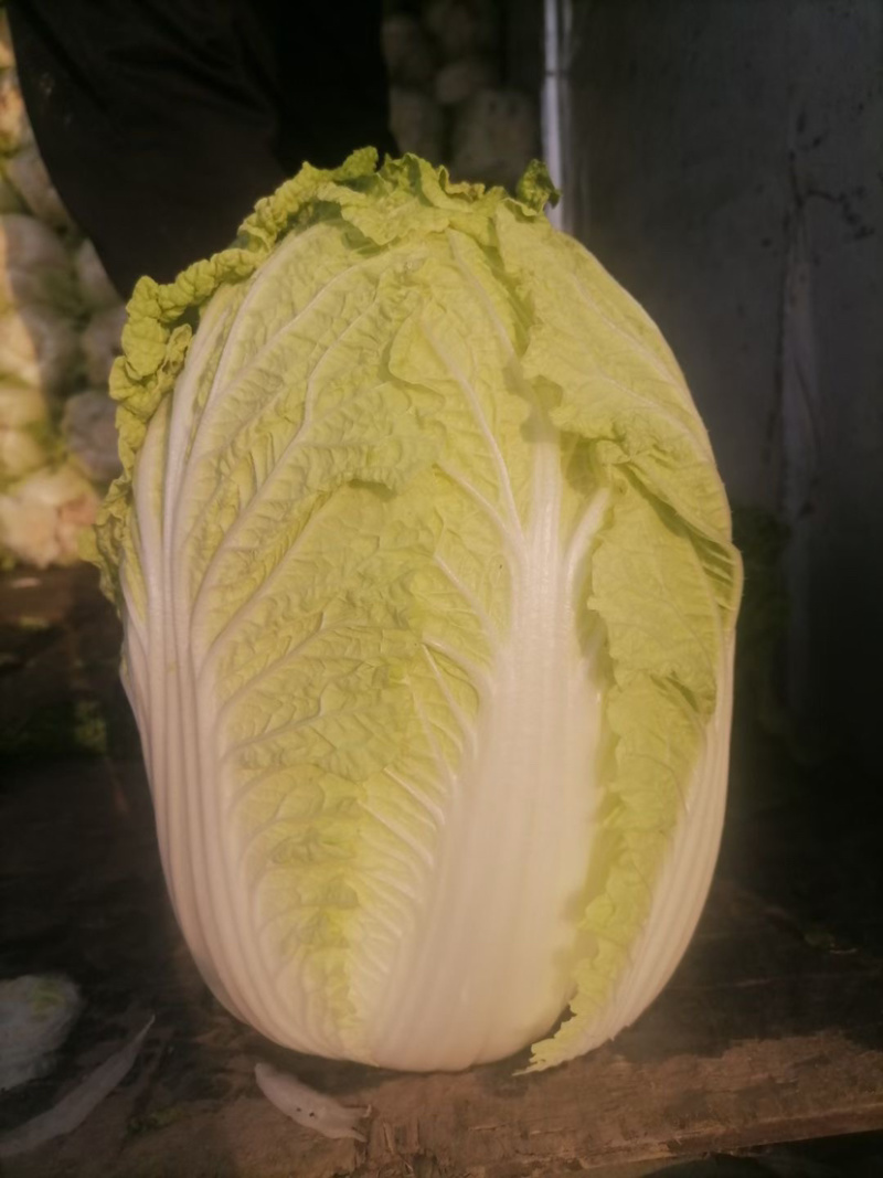 吉林黄心菜大量上市黄心白菜，保质保量对接全国