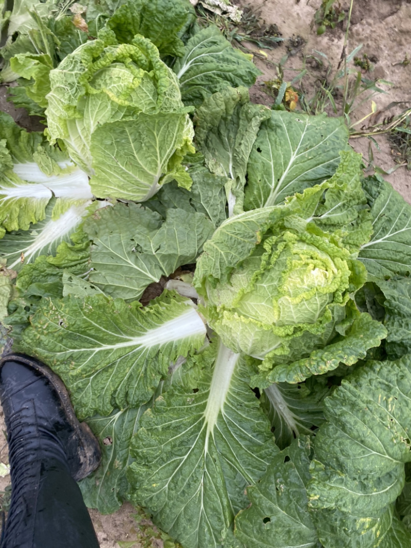 吉林黄心菜大量上市黄心白菜，保质保量对接全国
