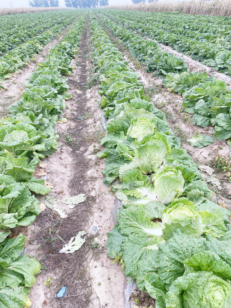 吉林黄心菜大量上市黄心白菜，保质保量对接全国