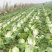 吉林黄心菜大量上市黄心白菜，保质保量对接全国