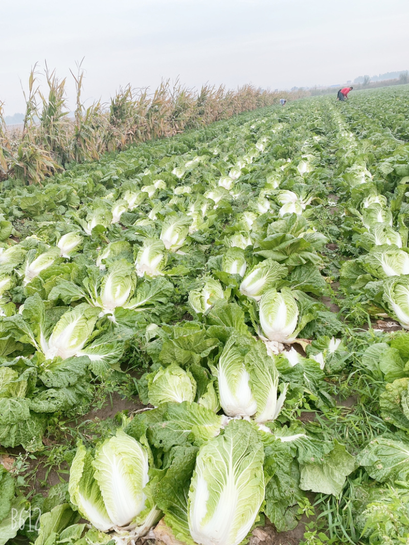 吉林黄心菜大量上市黄心白菜，保质保量对接全国