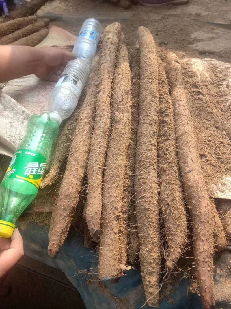 库存棒药大货大量有货，有粗度，有条口，有长度，各个规格都
