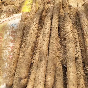 库存棒药大货大量有货，有粗度，有条口，有长度，各个规格都