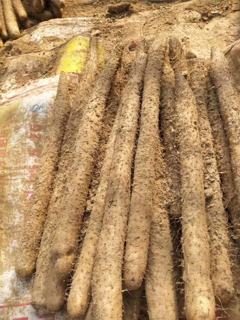 库存棒药大货大量有货，有粗度，有条口，有长度，各个规格都