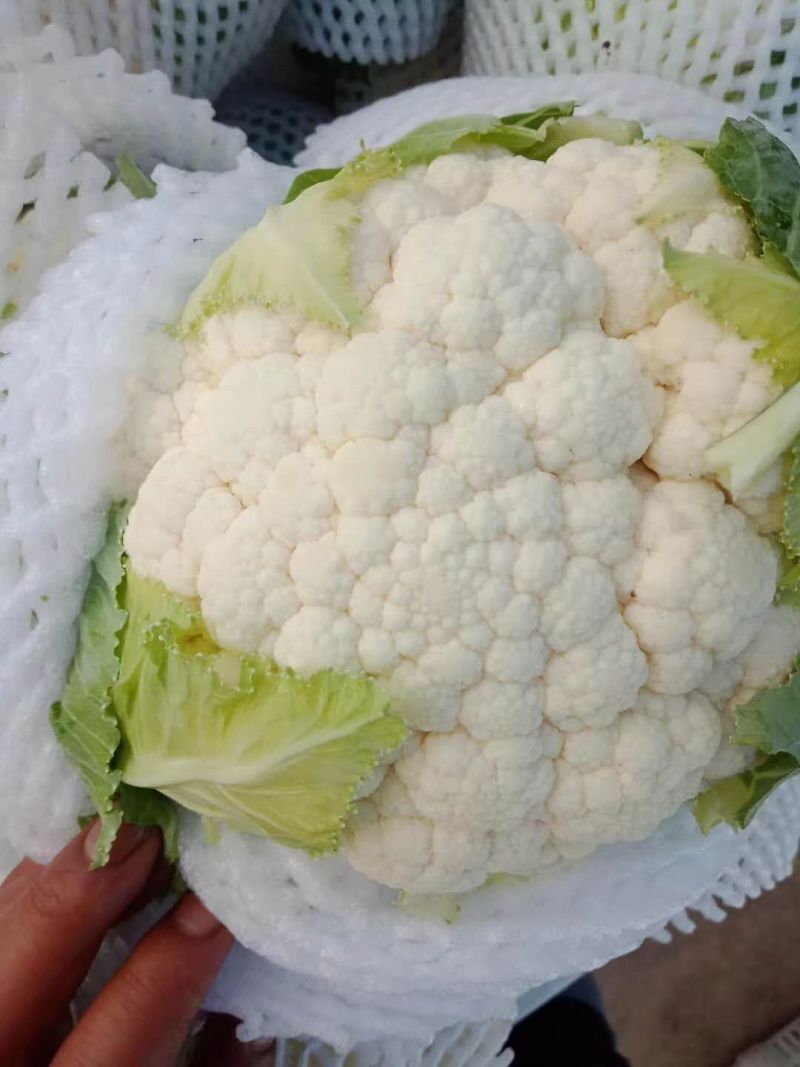 （精品）白面青梗散花，提供包装，诚信代办，畅销全国各地