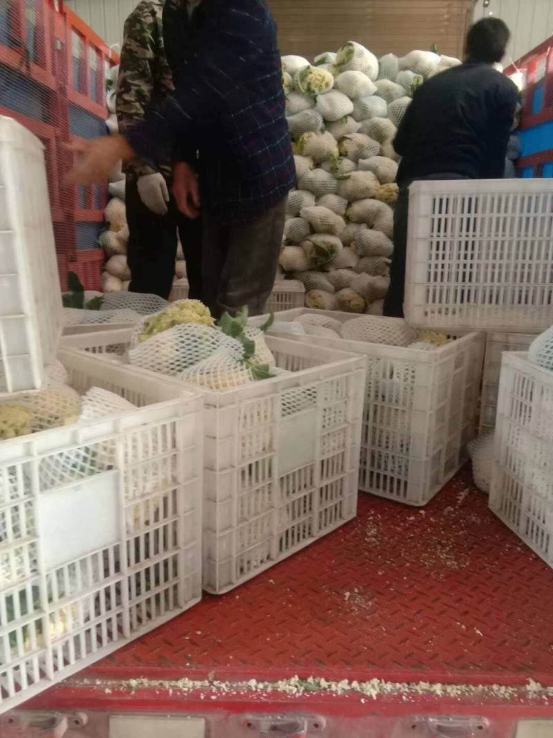 （精品）白面青梗散花，提供包装，诚信代办，畅销全国各地
