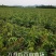 八月瓜基地直销签合同量大优惠可以实地考察三叶木通八月炸苗