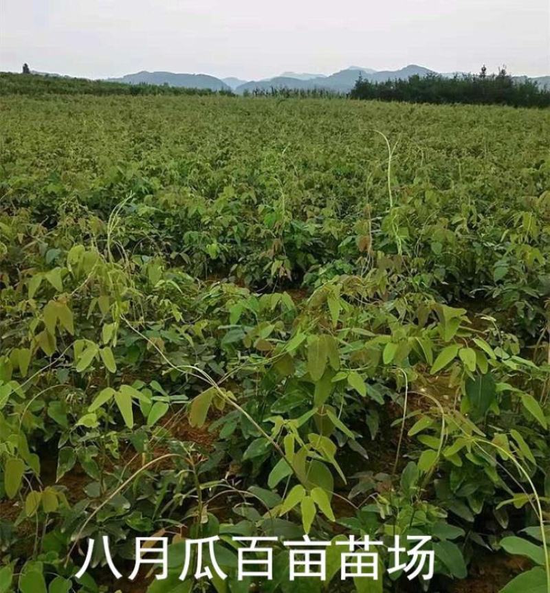 八月瓜基地直销签合同量大优惠可以实地考察三叶木通八月炸苗