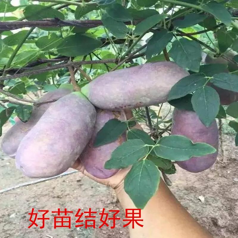 八月瓜基地直销签合同量大优惠可以实地考察三叶木通八月炸苗