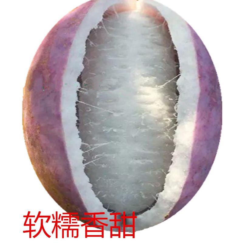 八月瓜基地直销签合同量大优惠可以实地考察三叶木通八月炸苗