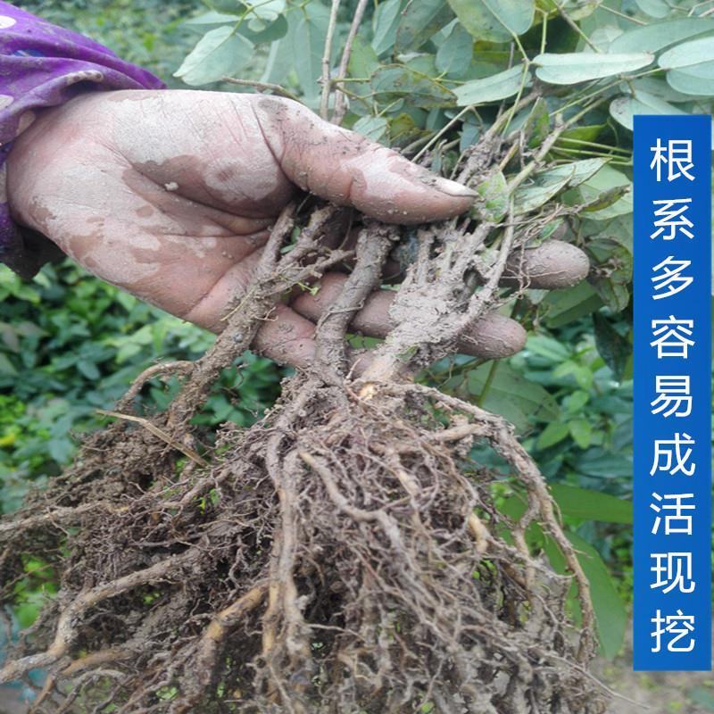 八月瓜基地直销签合同量大优惠可以实地考察三叶木通八月炸苗