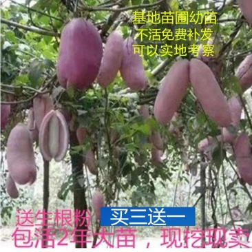 八月瓜基地直销签合同量大优惠可以实地考察三叶木通八月炸苗