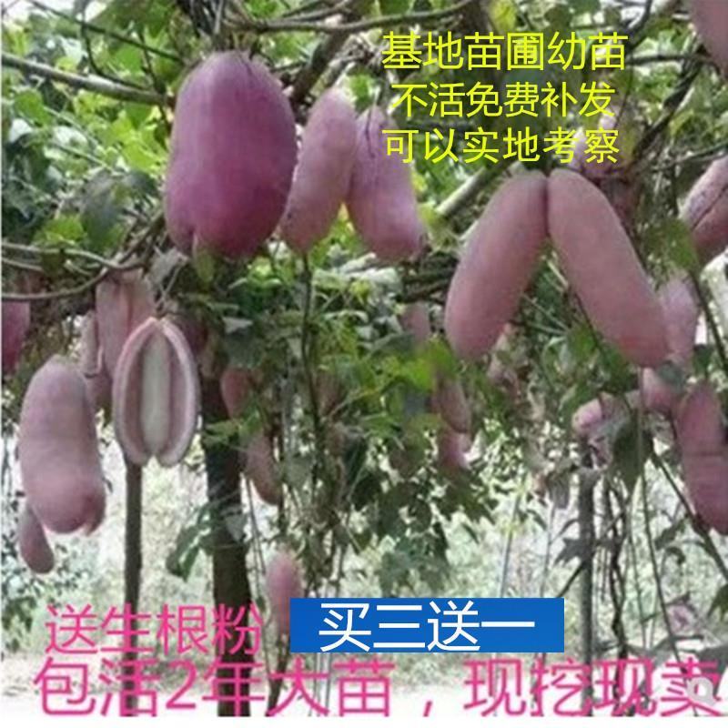 八月瓜基地直销签合同量大优惠可以实地考察三叶木通八月炸苗