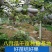 八月瓜基地直销签合同量大优惠可以实地考察三叶木通八月炸苗