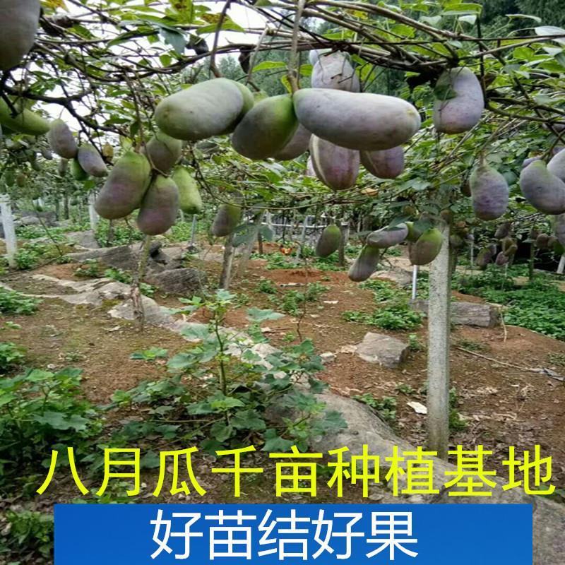 八月瓜基地直销签合同量大优惠可以实地考察三叶木通八月炸苗