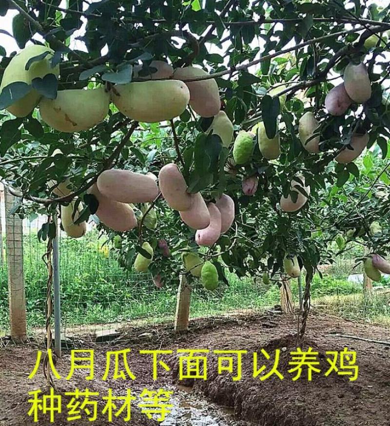 八月瓜基地直销签合同量大优惠可以实地考察三叶木通八月炸苗