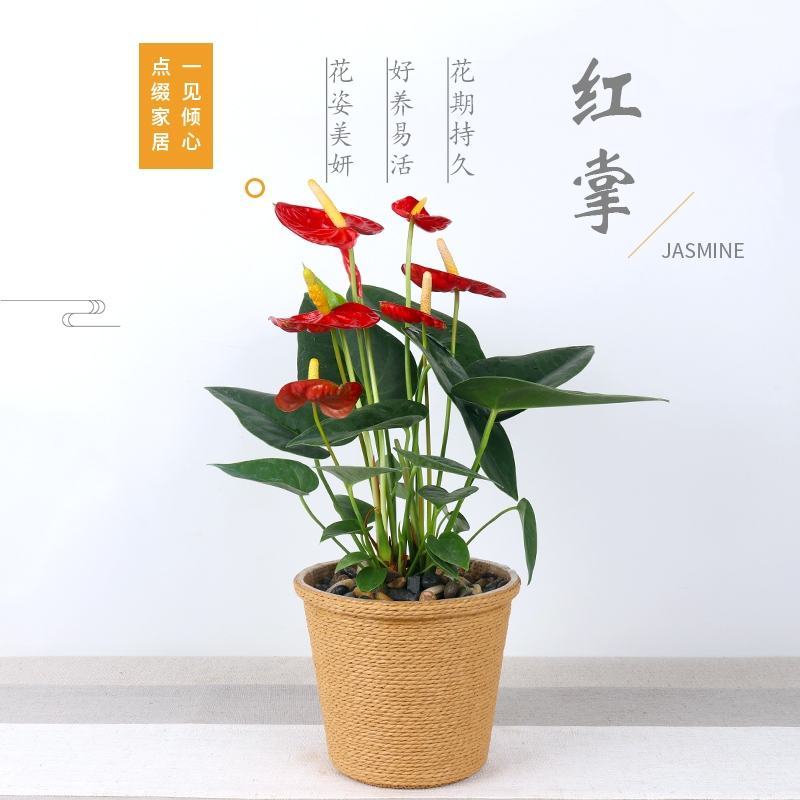 红掌白掌盆栽植物室内花卉好养水培一帆风顺大盆水养四季常青