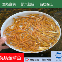 俄罗斯金草鱼，金丝鯇魚