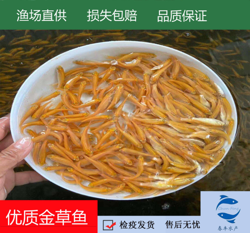 俄罗斯金草鱼，金丝鯇魚