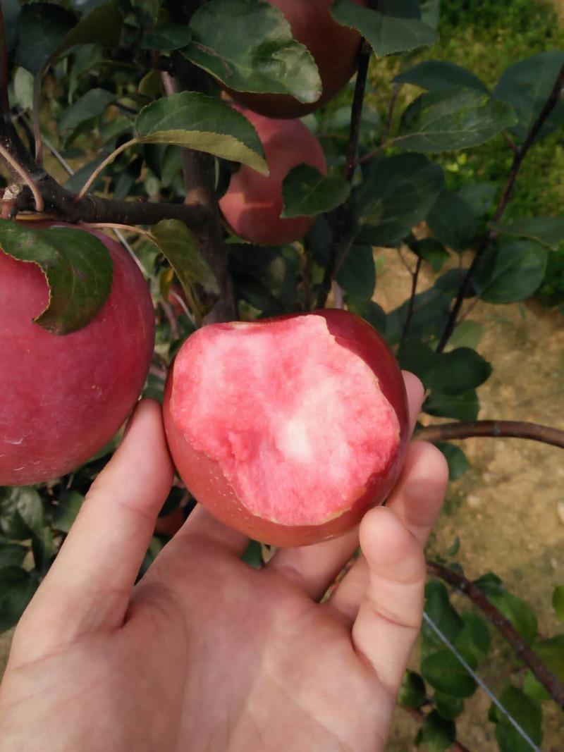 【精选】苹果苗新品种品种纯正1000亩育苗基地欢迎考察