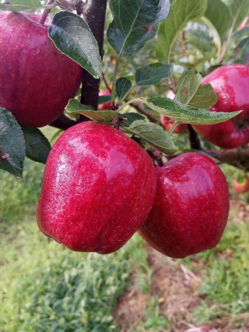 【精选】苹果苗新品种品种纯正1000亩育苗基地欢迎考察