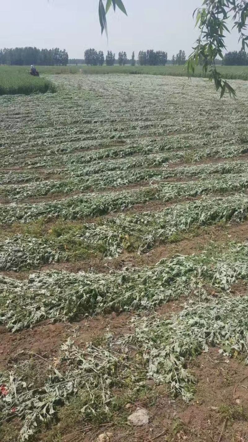 大叶艾草种子，艾根，艾苗，成活率高，纯度高，专业指可回收