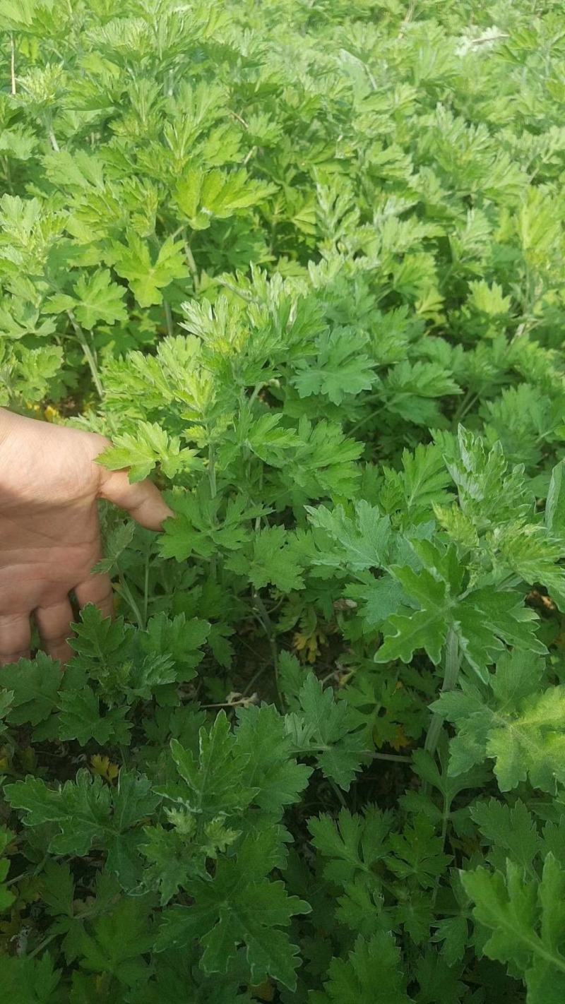 大叶艾草种子，艾根，艾苗，成活率高，纯度高，专业指可回收