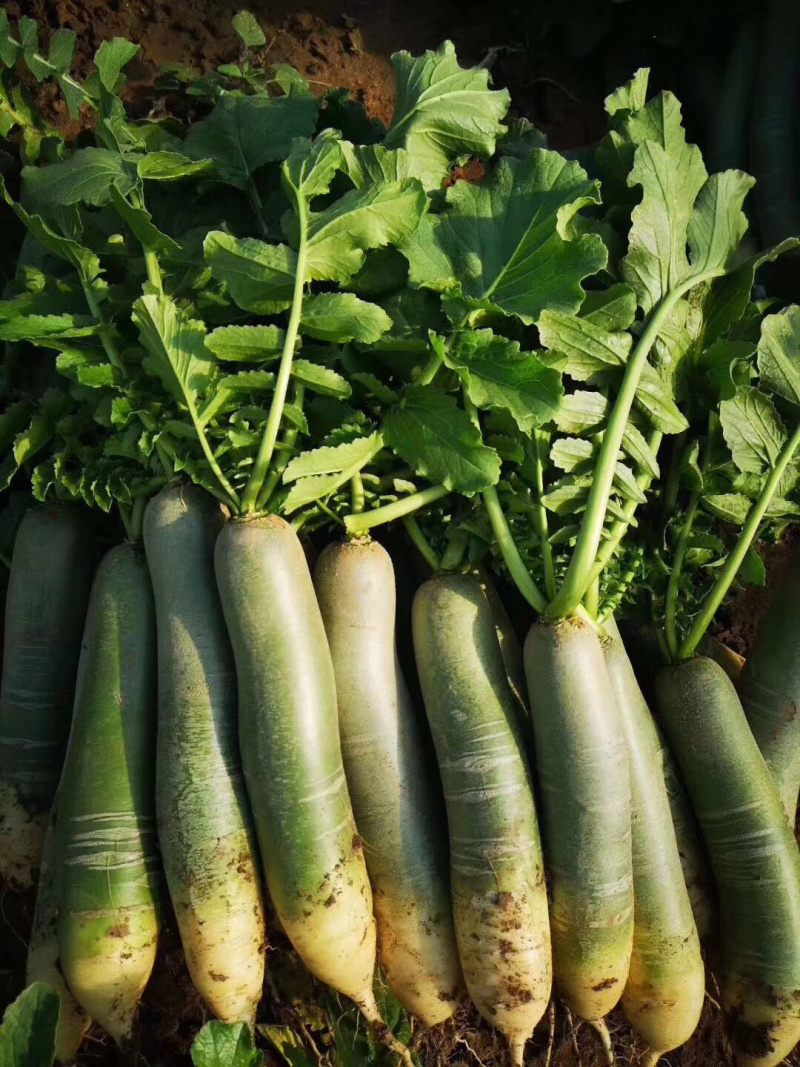 潍坊水果萝卜电商社团加工厂平台电商供应