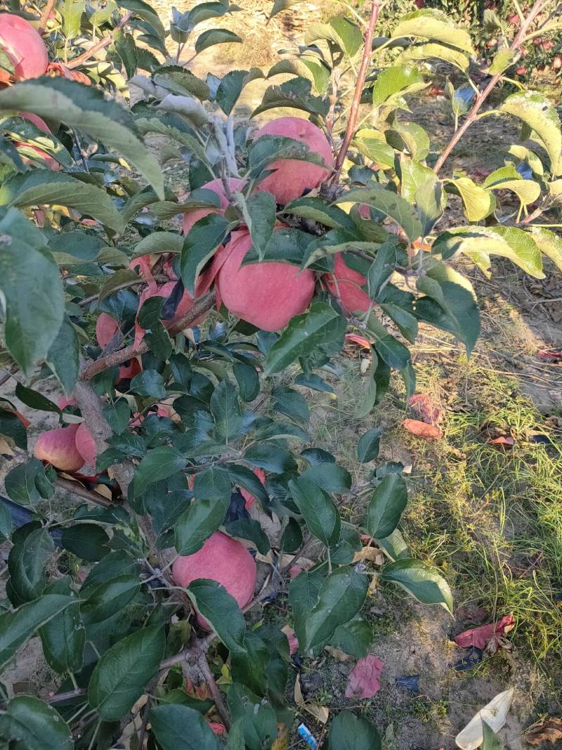 【精品】辽宁套袋寒富苹果光果甘甜多汁个大味美