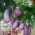 八月瓜苗基地直销签合同可实地考察提供技术指导